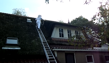 Wespenbestrijding op rieten dak